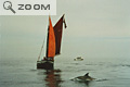 Dauphins de l'île de sein