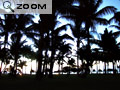 cocotiers