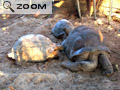 tortue