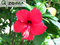 Hibiscus