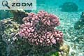 Corail