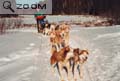 Les chiens roux d'Alain