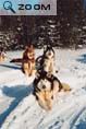 Les chiens de Tony