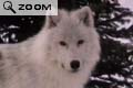 loup