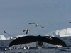 Baleine à bosse