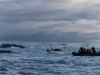 Baleine à bosse