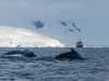 Baleine à bosse