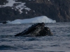 Baleine à bosse