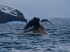 Baleine à bosse