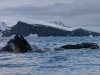 Baleine à bosse