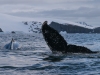 Baleine à bosse