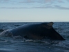 Baleine à bosse