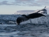 Baleine à bosse