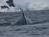 Baleine à bosse