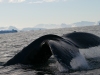 Baleine à bosse