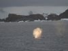 Baleine à bosse