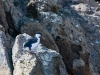 Cormoran antarctique