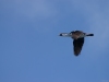 Cormoran antarctique