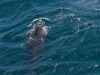 Baleine franche australe