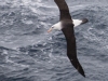 Albatros Sourcil noir