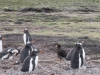 Manchot papou  et Caracara austral