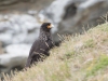 Caracara austral