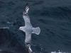 Fulmar Antarctique