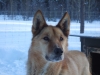 2009-Yukon-70