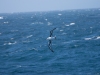 Albatros Sourcil noir Albatros Sourcil noir