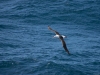 Albatros Sourcil noir Albatros Sourcil noir