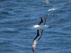 Albatros Sourcil noir Albatros Sourcil noir