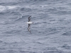 Albatros Sourcil noir Albatros Sourcil noir