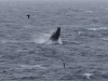 Baleine à bosse Baleine à bosse