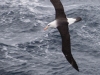 Albatros Sourcil noir Albatros Sourcil noir