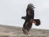 Caracara austral Caracara austral