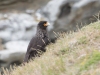 Caracara austral Caracara austral