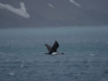 Cormoran antarctique Cormoran antarctique