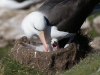 Albatros Sourcil noir Albatros Sourcil noir