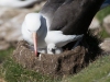 Albatros Sourcil noir Albatros Sourcil noir