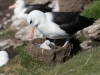 Albatros Sourcil noir Albatros Sourcil noir
