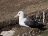Albatros Sourcil noir Albatros Sourcil noir