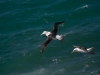 Albatros Sourcil noir