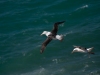 Albatros Sourcil noir Albatros Sourcil noir