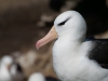 Albatros Sourcil noir Albatros Sourcil noir
