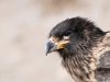 Caracara austral Caracara austral