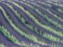 2019-Provence Multicolore
