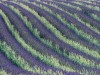 DSC0539