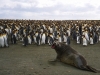 Kerguelen