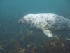 Un phoque des îles Scilly