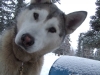Chien de traîneau au Yukon